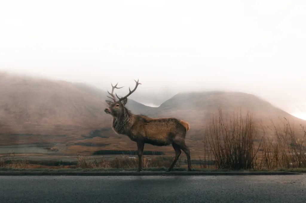 wildlife photography