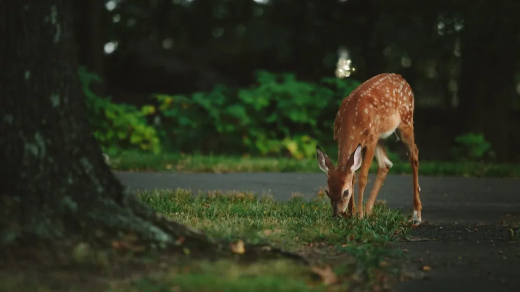 wildlife photography bangalore