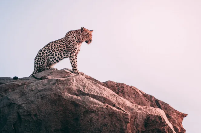 how to become a wildlife photographer