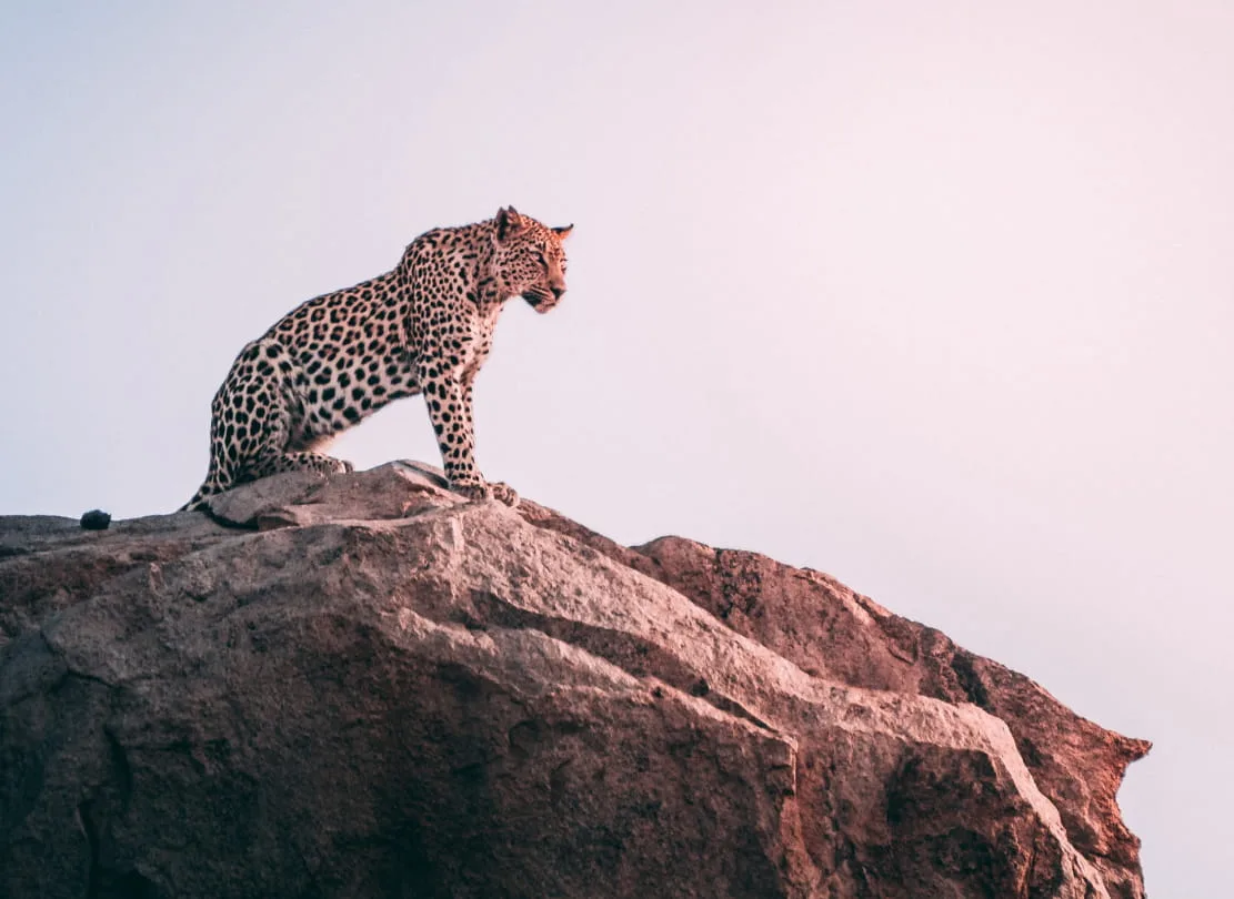 how to become a wildlife photographer